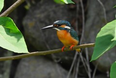都内S川・カワセミ♂