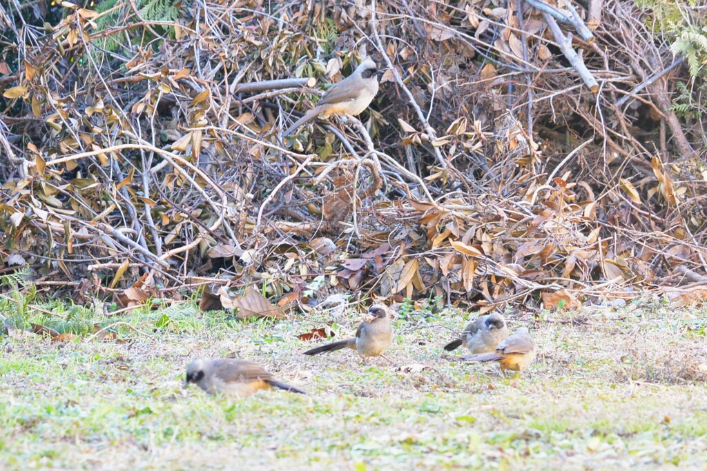 菜園・ガングロガビチョウ...