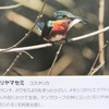 コミドリヤマセミ
