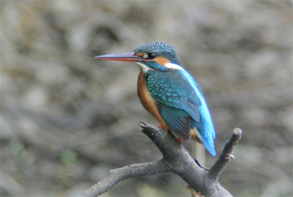 カワセミ♀