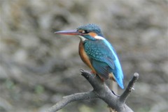カワセミ♀