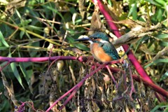 用水路・ヨウシュヤマゴボウに止まるカワセミ♂若