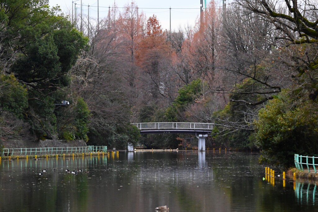 都内公園・中の橋よりの眺め