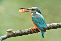 カワセミ♀