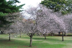 十月桜と子福桜
