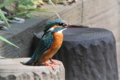 カワセミ♀