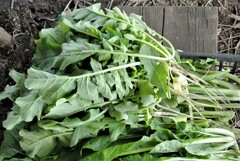 ダイコンの間引き菜とコマツナ