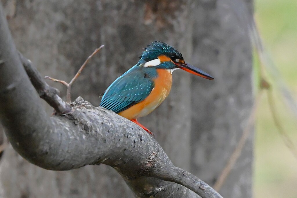 K川上流域・カワセミ♀