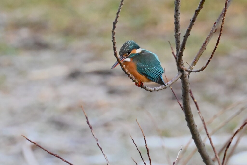 K川・上流域のカワセミ♀