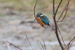 K川・上流域のカワセミ♀