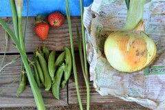 菜園・5月7日の収穫