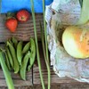 菜園・5月7日の収穫