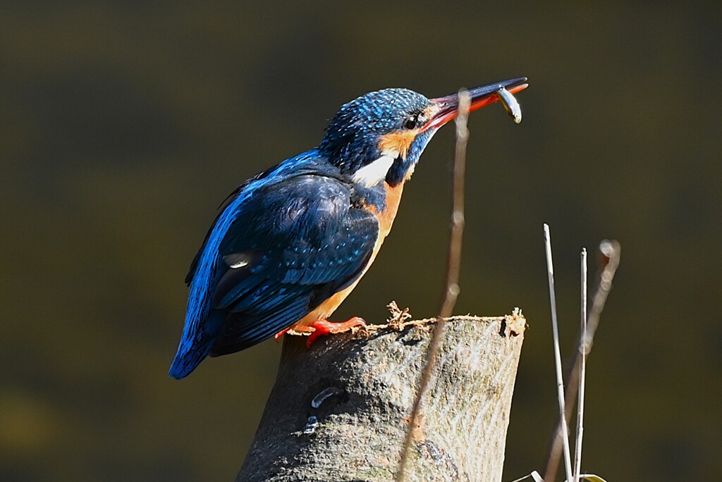 K川中流域・カワセミ♀小魚ゲット