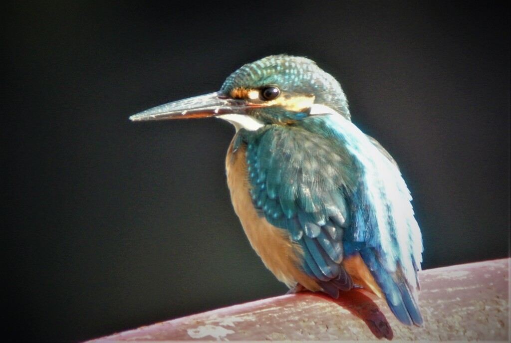 弁天池のカワセミ♀.