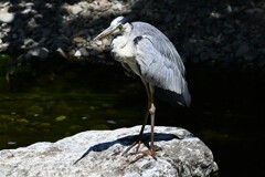 K川中流域・ちょっと怖いアオサギ