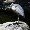 K川中流域・ちょっと怖いアオサギ