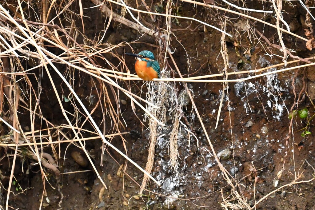 Ｋ川・中流域、いつものカワセミ♂
