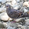 K川・キジバト