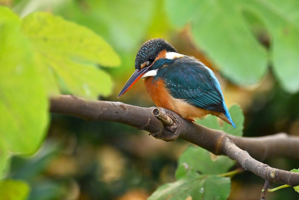 用水路・カワセミ♀若 