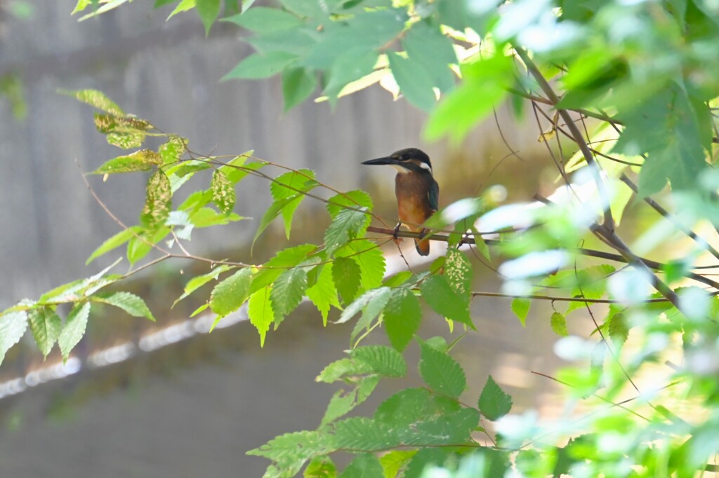 用水路・カワセミ♂幼鳥