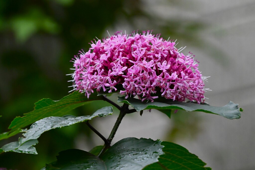 K川沿道脇・民家のボタンクサギ