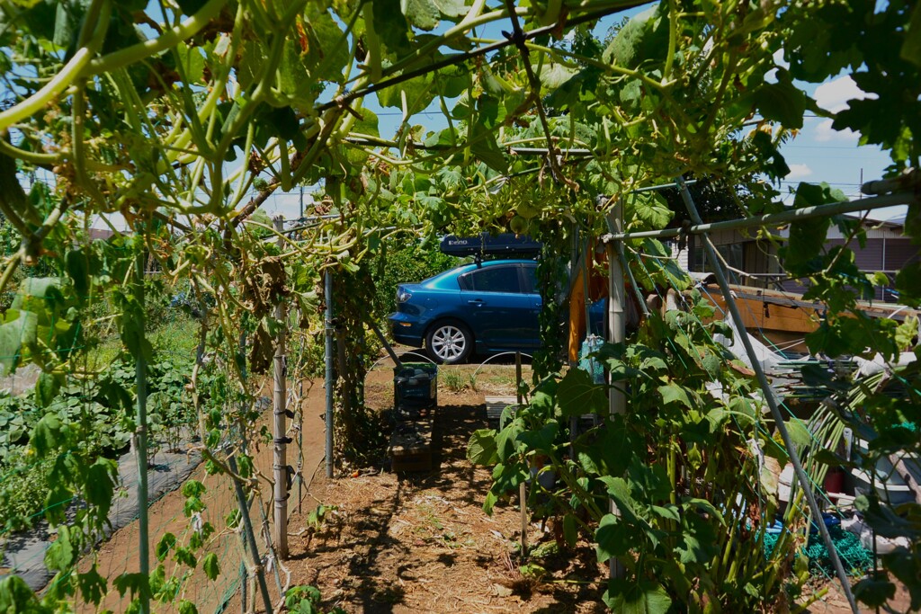 菜園・8月3日 (干ばつ被害)