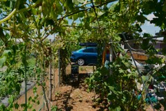 菜園・8月3日 (干ばつ被害)