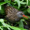都内S川・逃げるクイナ 