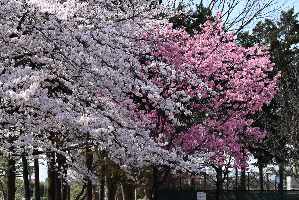 用水路脇の公園