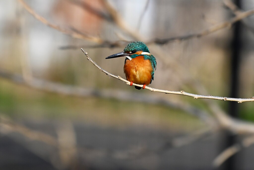 K川上流域・枝に止まるカワセミ♂