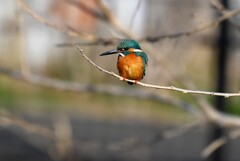 K川上流域・枝に止まるカワセミ♂