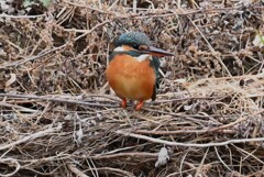 K川・上流域のカワセミ♀ 