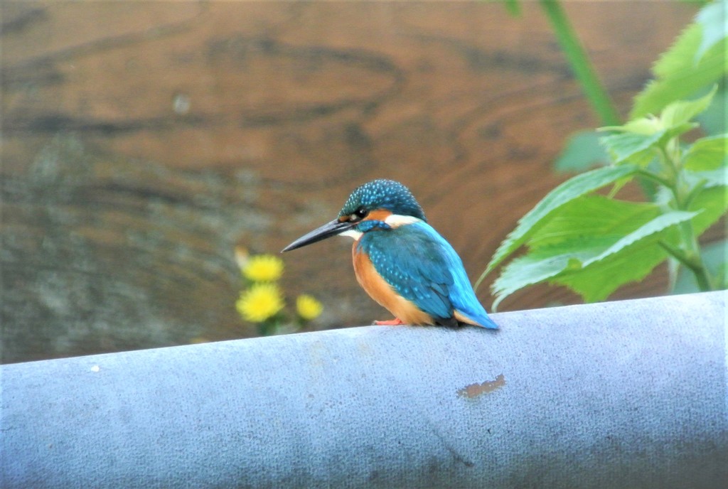 水道管に止まるカワセミ♂