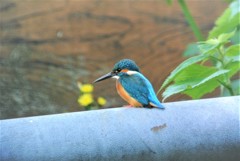 水道管に止まるカワセミ♂