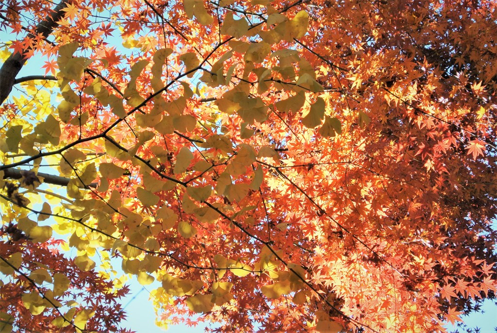 名残紅葉