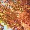 名残紅葉