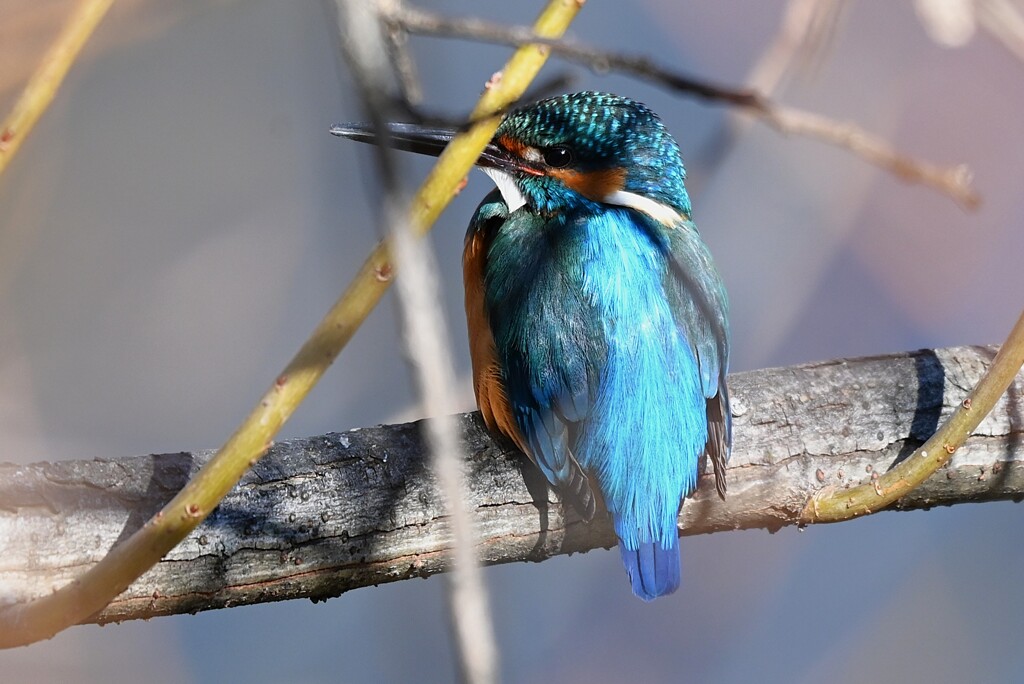 Ｋ川中流域・カワセミ♂隠れ枝の中で・