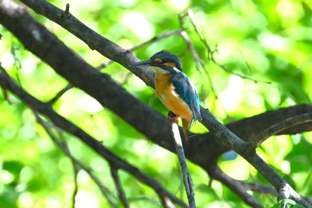 K川・カワセミ♂若（証拠写真）
