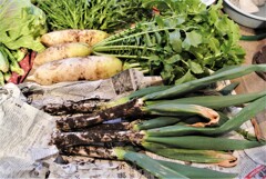 ダイコン「おでん娘」とシモニタネギ