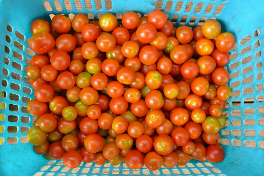 菜園・7月20日収穫 (ミニトマト)