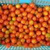 菜園・7月20日収穫 (ミニトマト)