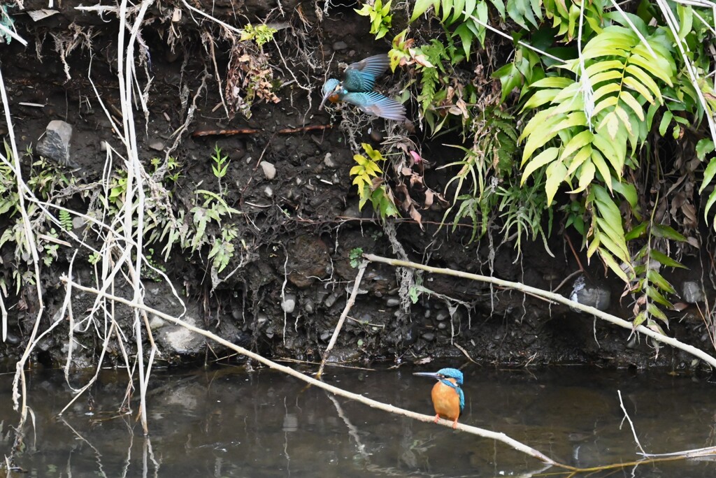 Ｋ川・中流域のカワセミ♂♀（仲良く巣穴掘り） 