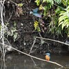 Ｋ川・中流域のカワセミ♂♀（仲良く巣穴掘り） 