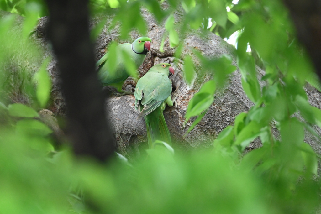 用水路・ワカケホンセイインコ