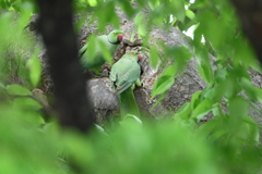 用水路・ワカケホンセイインコ