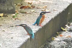 用水路・またもやカワセミ♀同士の戦い (画像右が成鳥♀)