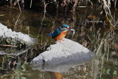 Ｋ川・中流域のいつものカワセミ♂捕食シーン