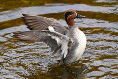 K川中流域・カラスに脅かされたコガモ♂
