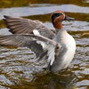 K川中流域・カラスに脅かされたコガモ♂