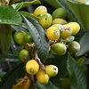 菜園近くの豪農で・熟れ始めたビワ